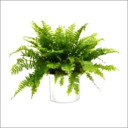 Fern Fern