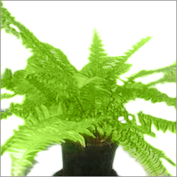 Fern Plant Fern Plant