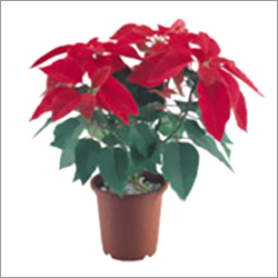 Poinsettia Poinsettia