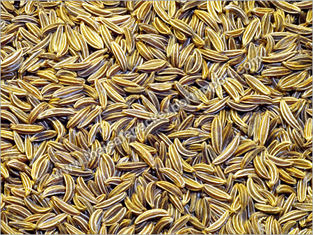 Cumin Seed Cumin Seed