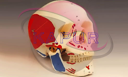 Skull Anatomy 3d Skull Anatomy 3d