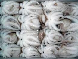 BABY OCTOPUS WHOLE CLEANED RAW BABY OCTOPUS WHOLE CLEANED RAW