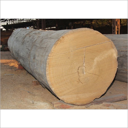Yellow Meranti Log Yellow Meranti Log