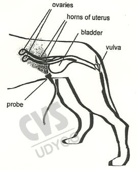 CVS 297 Pregnancy Detector For Dog CVS 297 Pregnancy Detector For Dog