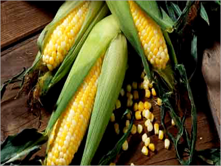 Yellow Maize Yellow Maize