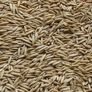 Oats Seeds Oats Seeds
