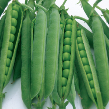 Pea (Green Master) Seeds Pea (Green Master) Seeds