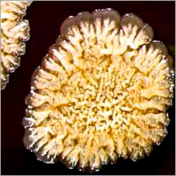Bacillus Subtilis Bacillus Subtilis