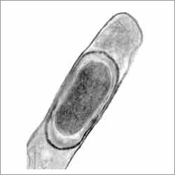 Bacillus Licheniformis Bacillus Licheniformis
