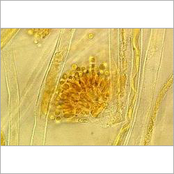 Aspergillus Oryzae Aspergillus Oryzae