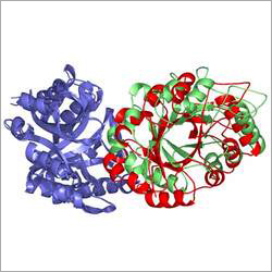 Xylanase Enzyme Xylanase Enzyme