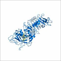 Serratiopeptidase Enzyme Serratiopeptidase Enzyme