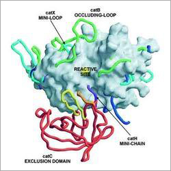Papain Enzyme Papain Enzyme