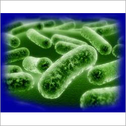 Lactobacillus Acidophilus Lactobacillus Acidophilus