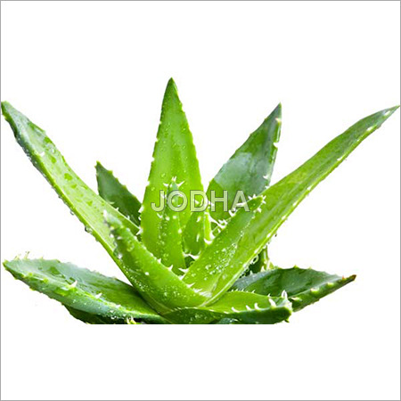 Aloe Vera Aloe Vera