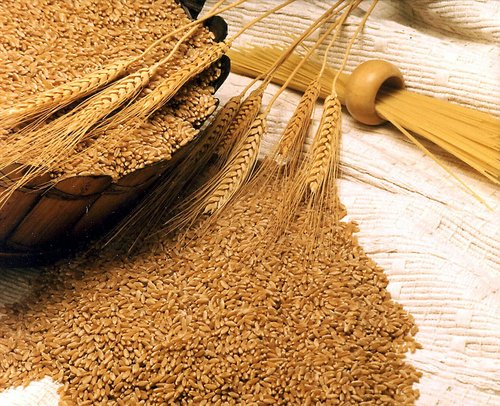 Whole Wheat Whole Wheat