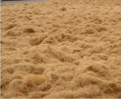 Coconut Fiber Coconut Fiber