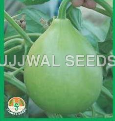 Bottle Gourd Lattu Special No.1 Bottle Gourd Lattu Special No.1