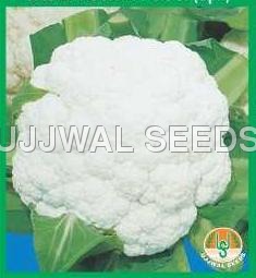 Cauliflower - Poosi (Spl.) Cauliflower - Poosi (Spl.)