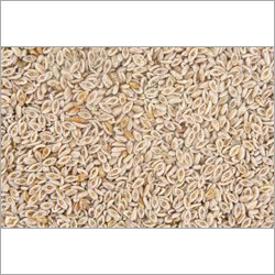 Isabgol Seeds Isabgol Seeds