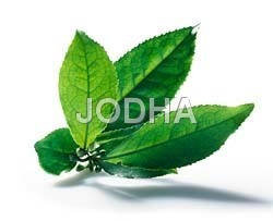 Tea Leaf Tea Leaf