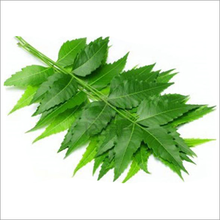 Neem Leaves Powder Neem Leaves Powder
