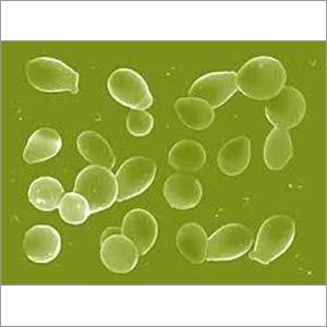 Saccharomyces Boulardi Saccharomyces Boulardi