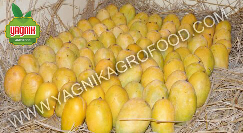 Fresh Mango Fresh Mango