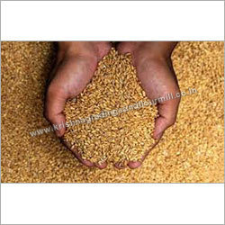 Whole Wheat Whole Wheat