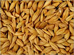 Barley Grain Barley Grain