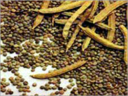 Guar Seeds Guar Seeds