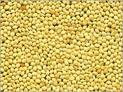 Bird Food Bird Food
