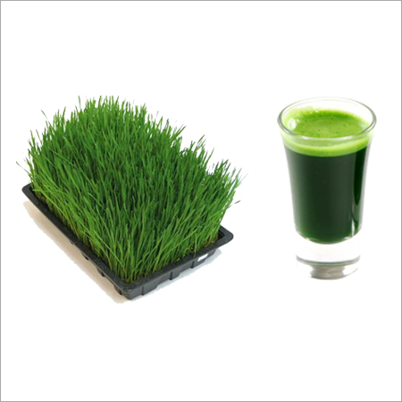 Wheat Grass Juice Wheat Grass Juice
