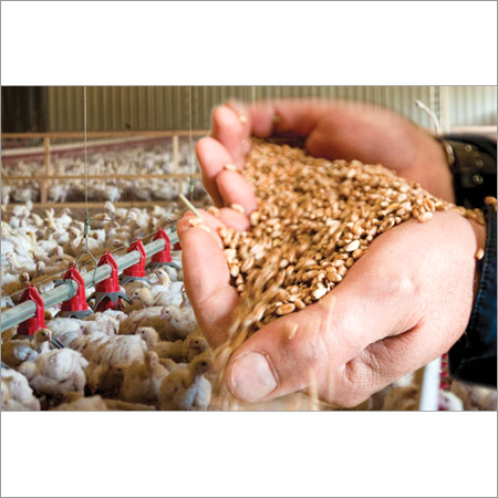 High Protein Poultry Feed High Protein Poultry Feed