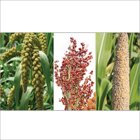 Millet Varieties Millet Varieties