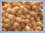 Brown Coconut Brown Coconut