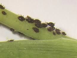 ENTOMOLOGY GLUE OR CARDING GLUE ENTOMOLOGY GLUE OR CARDING GLUE