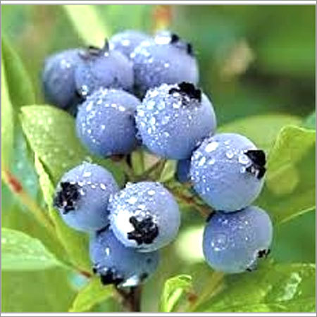 Bilberry Extract Bilberry Extract