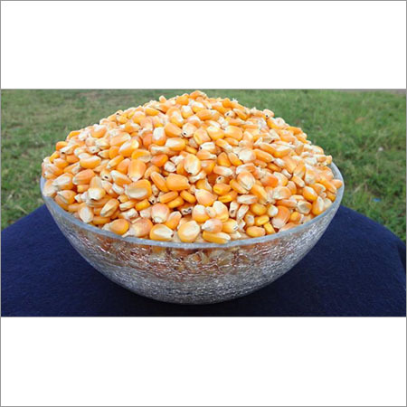 Maize Seeds Maize Seeds
