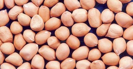Indian Groundnuts Indian Groundnuts