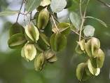 Terminalia Terminalia