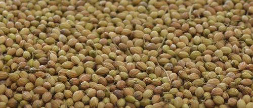 Coriander Seeds Coriander Seeds