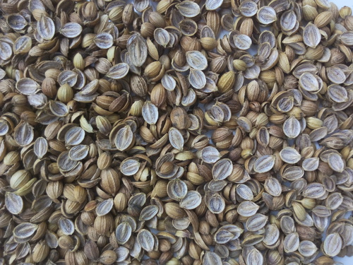 Coriander Splits Coriander Splits