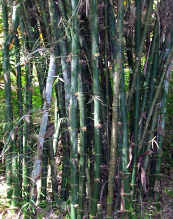 Dendrocalamus Giganteus Dendrocalamus Giganteus
