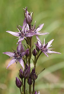 Swertia chirata Swertia chirata