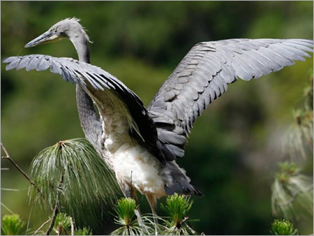 Bhutan Bird Watching Tour Bhutan Bird Watching Tour