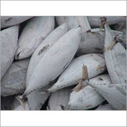 Frozen Tuna Frozen Tuna