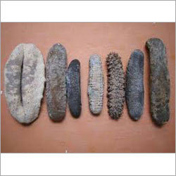 Dried Sea Cucumber Dried Sea Cucumber