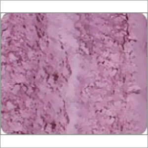 Red Onion Powder Red Onion Powder