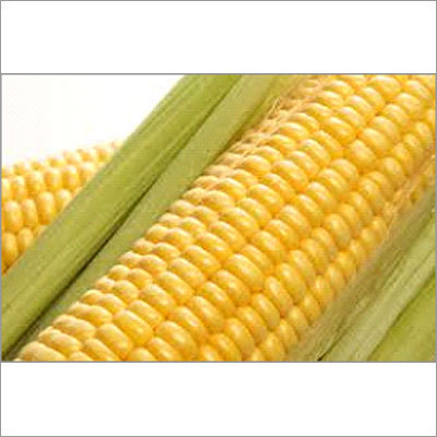 Sweet Corn Sweet Corn